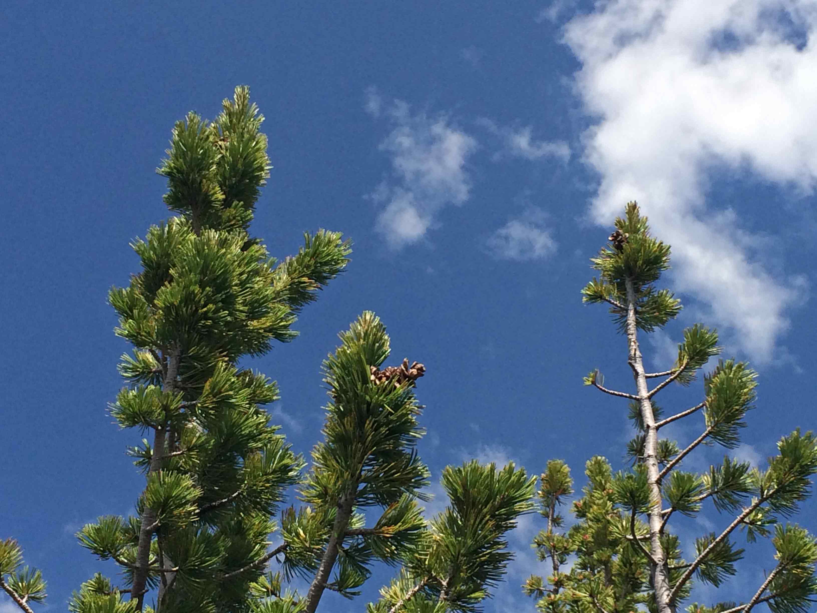 Image of Climate Change & Whitebark Pine
