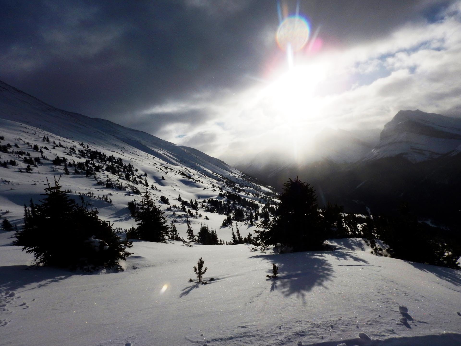 Image of Whitebark Pine Friendly Ski Areas
