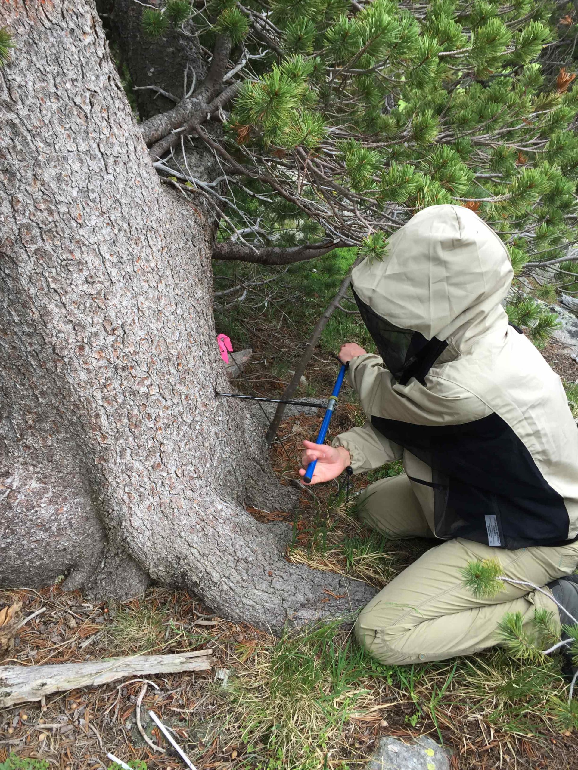 Image of 2020 Whitebark Pine Student Research Grant RFP