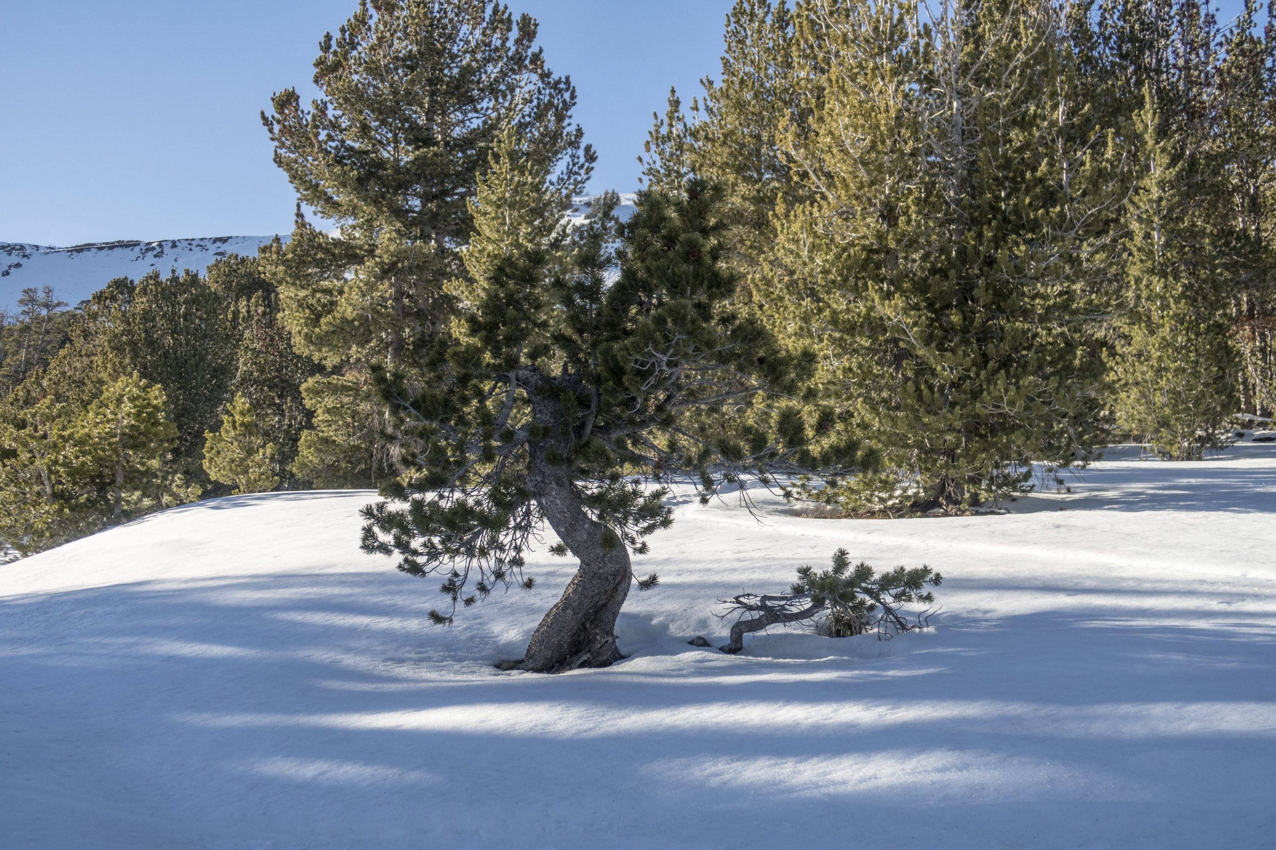 Image of Sorcerer Lodge certified as first Canadian Whitebark Pine Friendly Ski Area