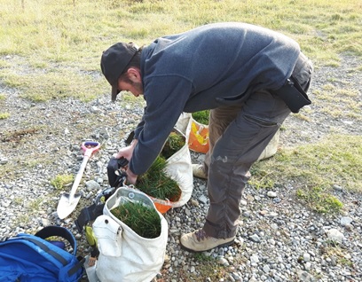 Image of Another Whitebark Feature, this time in the BC Local News