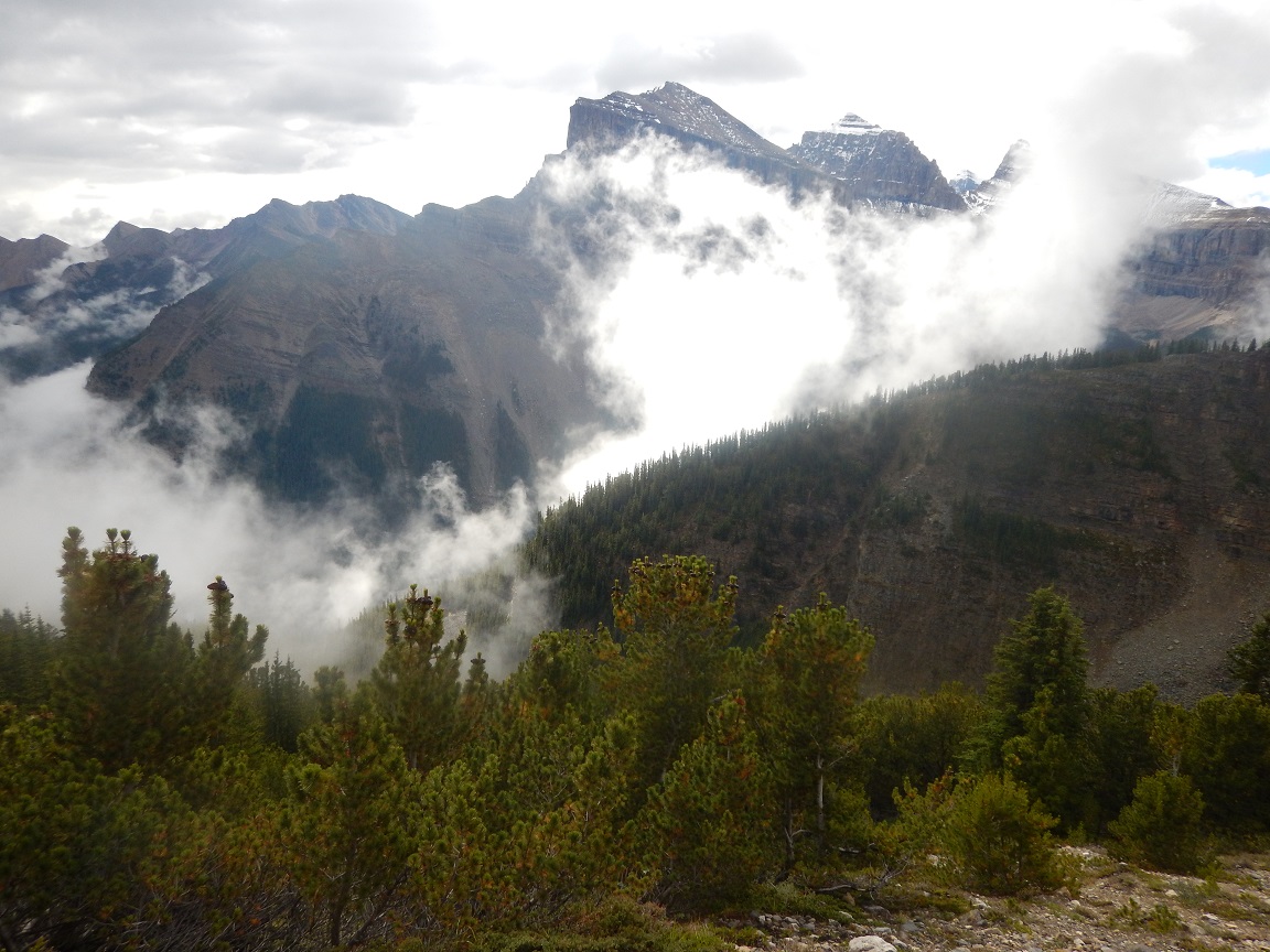Image of US Fish & Wildlife Service Proposes Threatened Species Status For Whitebark Pine