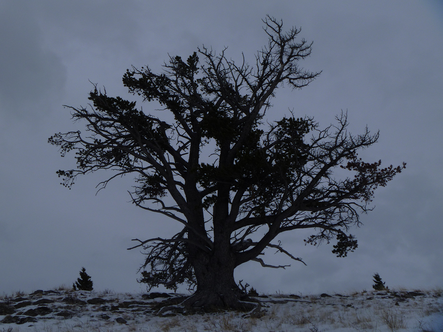 Image of Miss awards season? Watch the premiere of Ghost Forests Here!