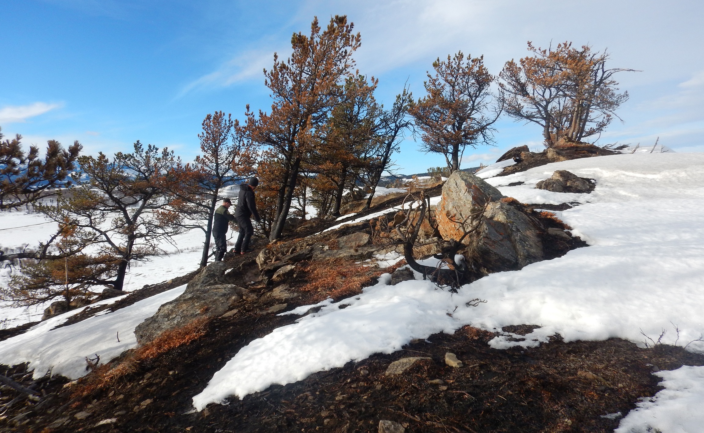 Image of Whitebark and Limber Pine Training