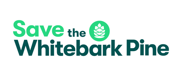 Save Whitebark Pine