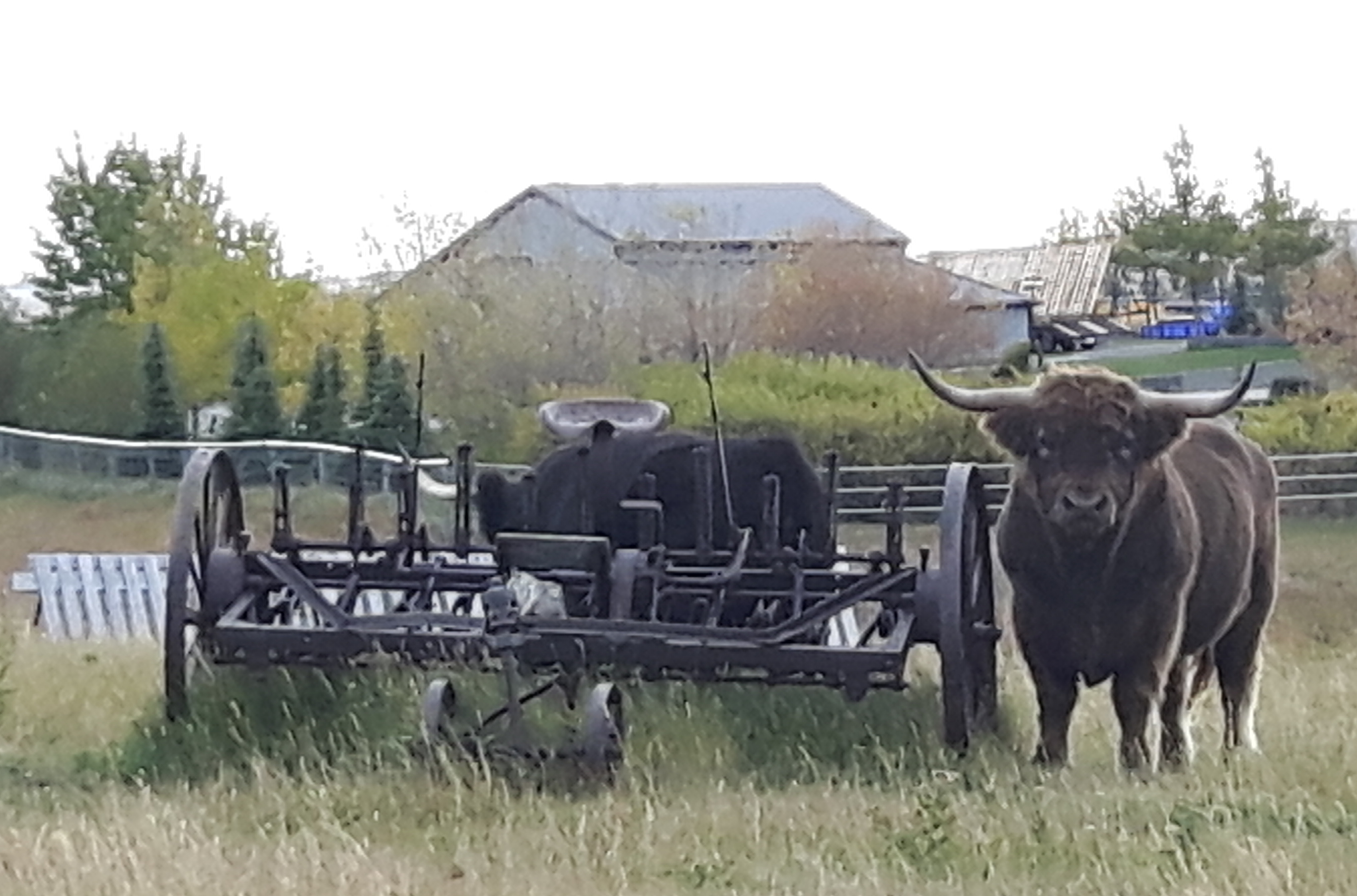 Image of That's no Bull
